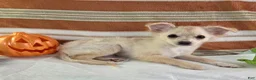 Chihuahua dogs for sale: Nelly - Ad 3