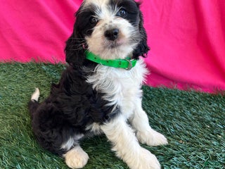 Cockapoo dogs - Ad 1