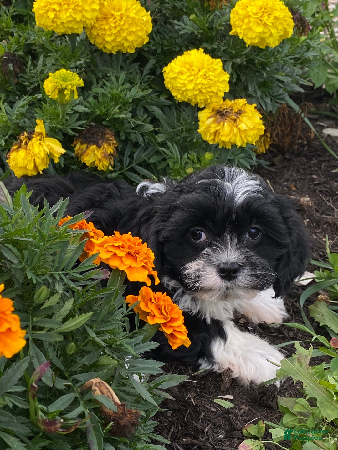 Mixed Breed dogs for sale: Lenny  - Ad 4