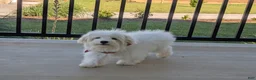 Maltese dogs for sale: Gus 7 lbs Full Grown - Ad 4