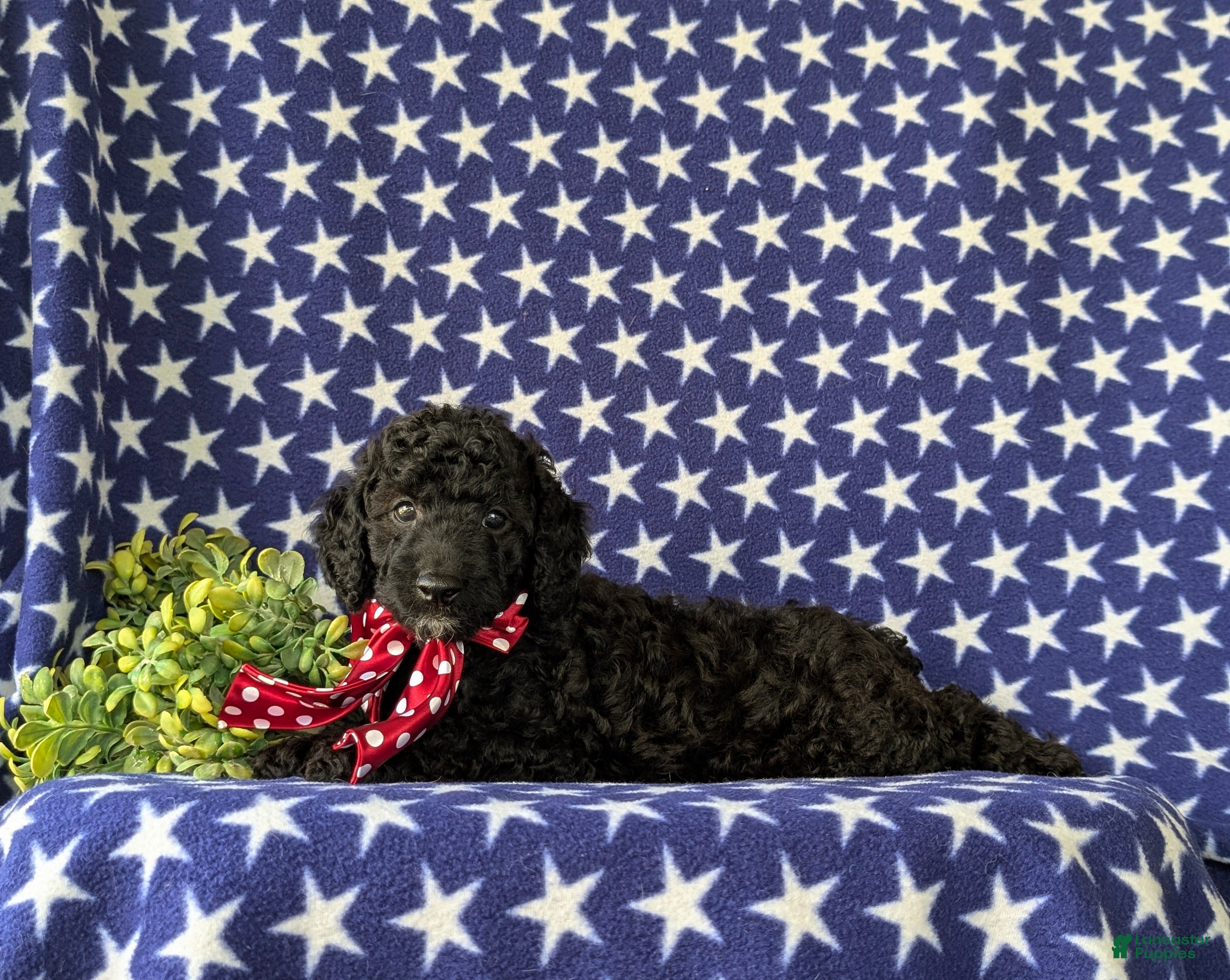 Cockapoo dogs Brandon Hypoallergenic - Ad 2