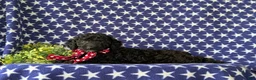 Cockapoo dogs for sale: Brandon Hypoallergenic - Ad 4