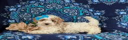 Bichpoo dogs for sale: Gillian - Ad 4