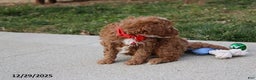 Cavapoo dogs for sale: Elliot - Ad 9