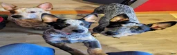 Australian Cattle Dog dogs for sale: Nova  - Ad 7