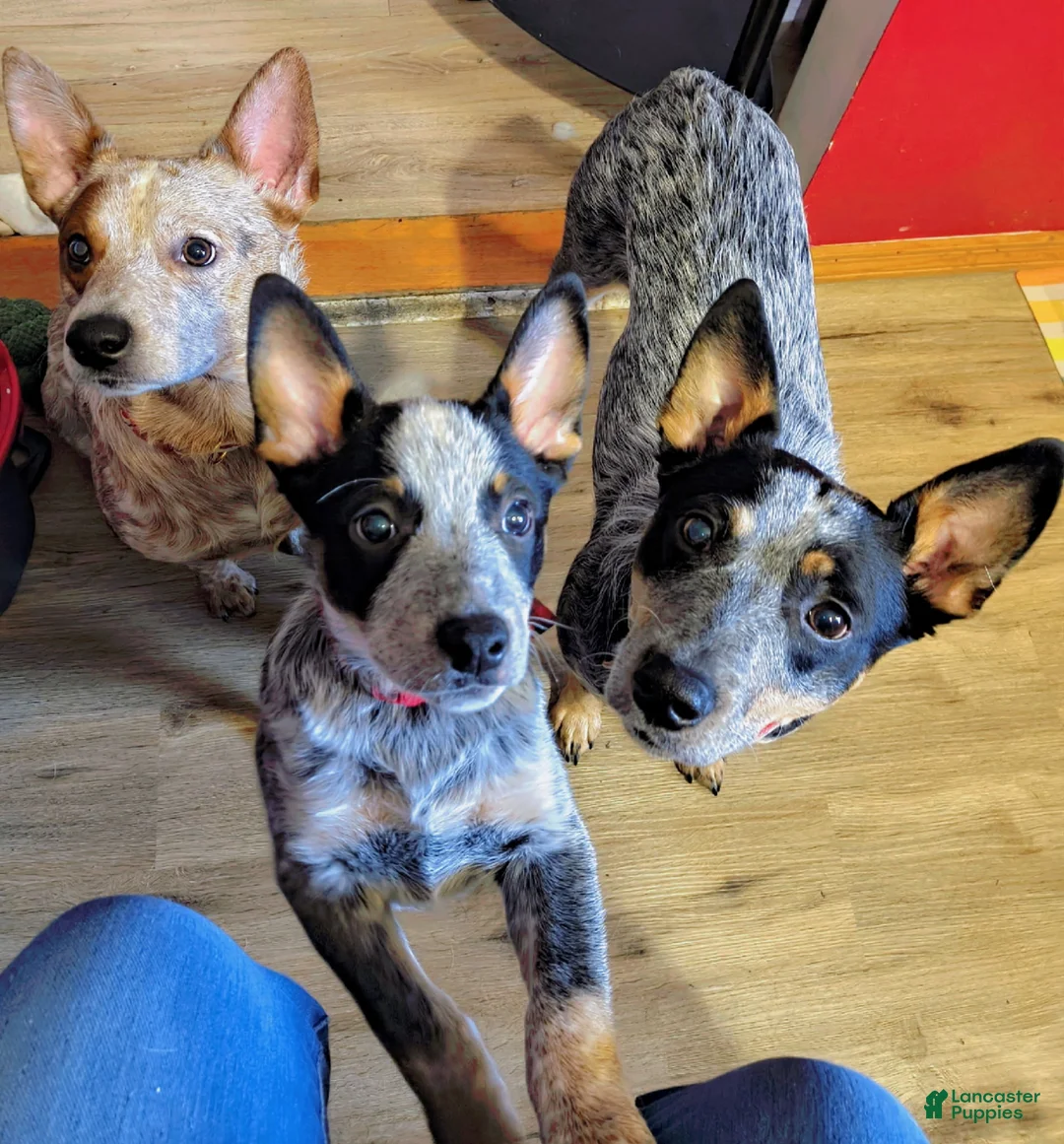 Australian Cattle Dog dogs for sale: Nova  - Ad 7