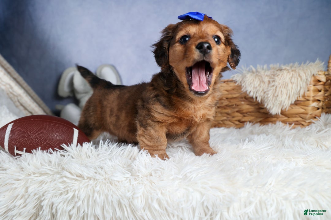 Miniature Dachshund dogs for sale: Jasper - Ad 13