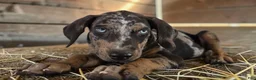Catahoula Leopard Dog dogs for sale: Tigger 2026 Male 1 - Ad 3