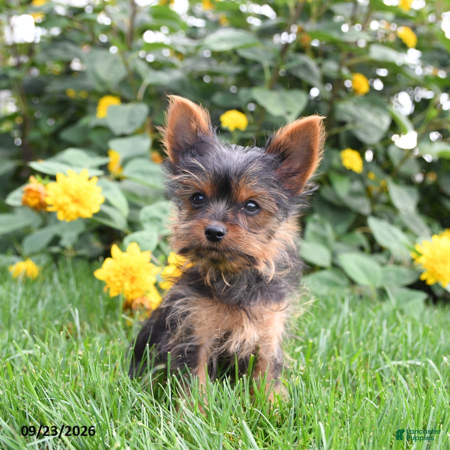 Yorkshire Terrier dogs Lacey - Ad 2