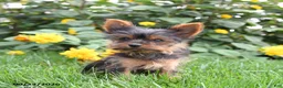 Yorkshire Terrier dogs for sale: Lacey - Ad 2