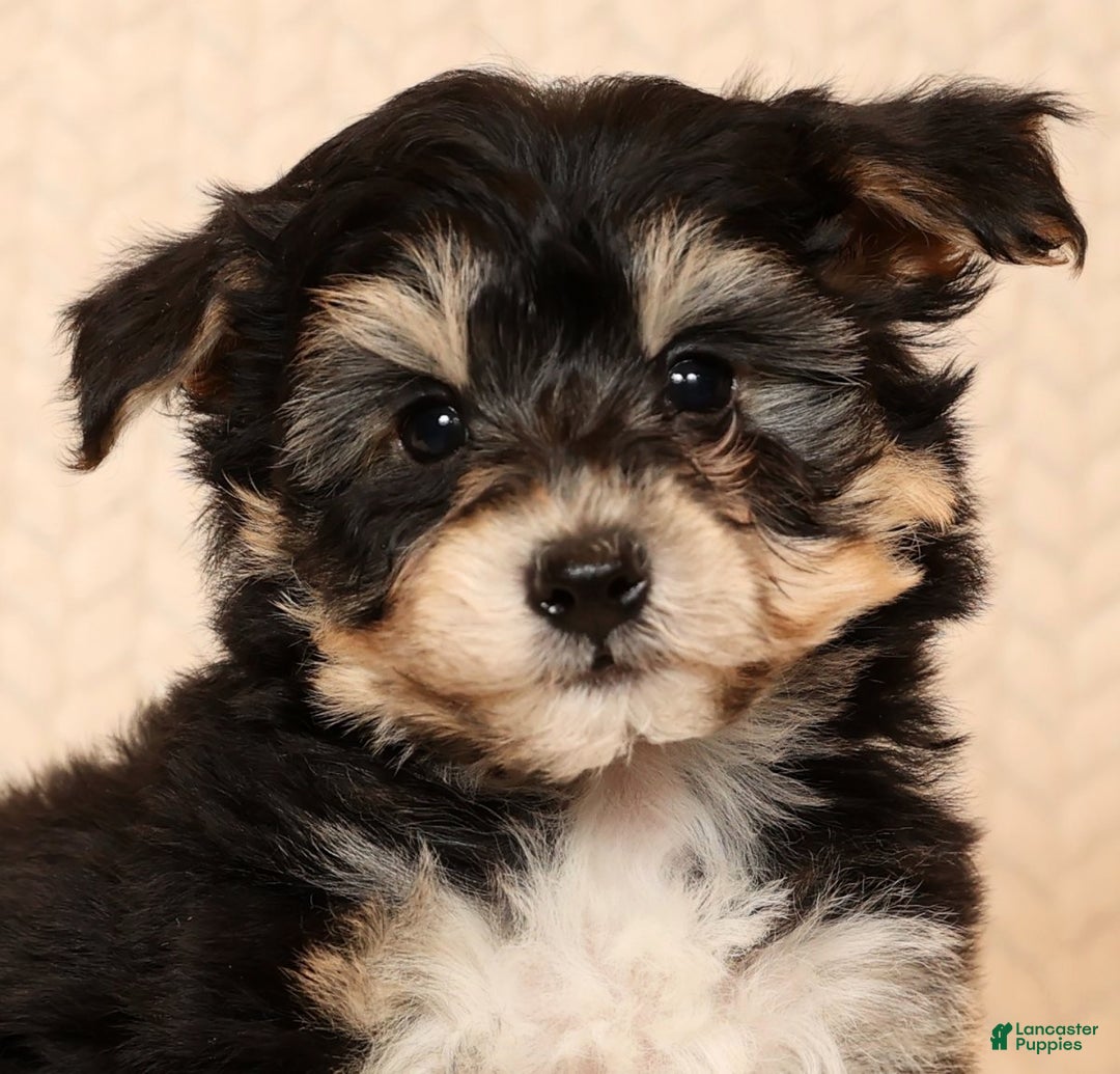 Yochon dogs for sale: Teddy - Ad 9