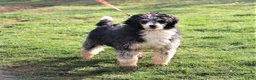 Mini Bernedoodle dogs for sale: Lotus - Ad 7