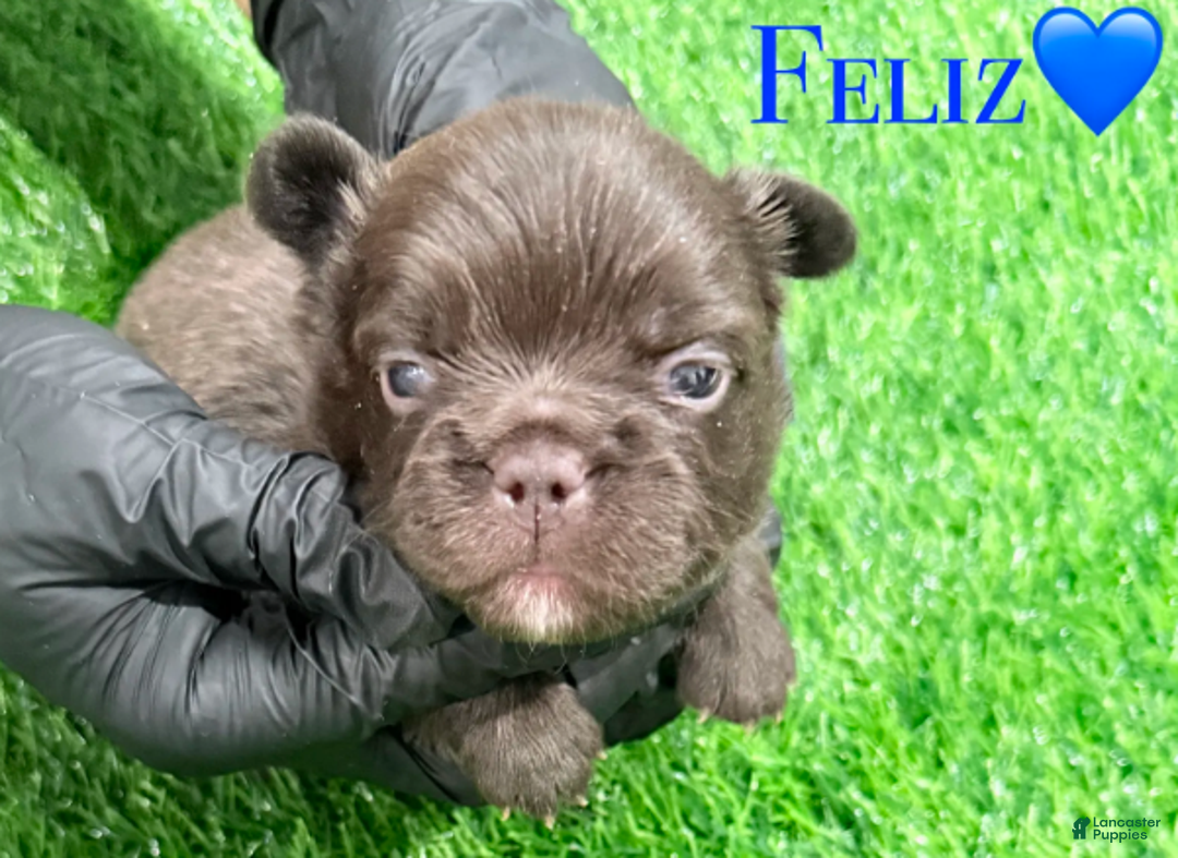 French Bulldog dogs for sale: Feliz - Ad 21