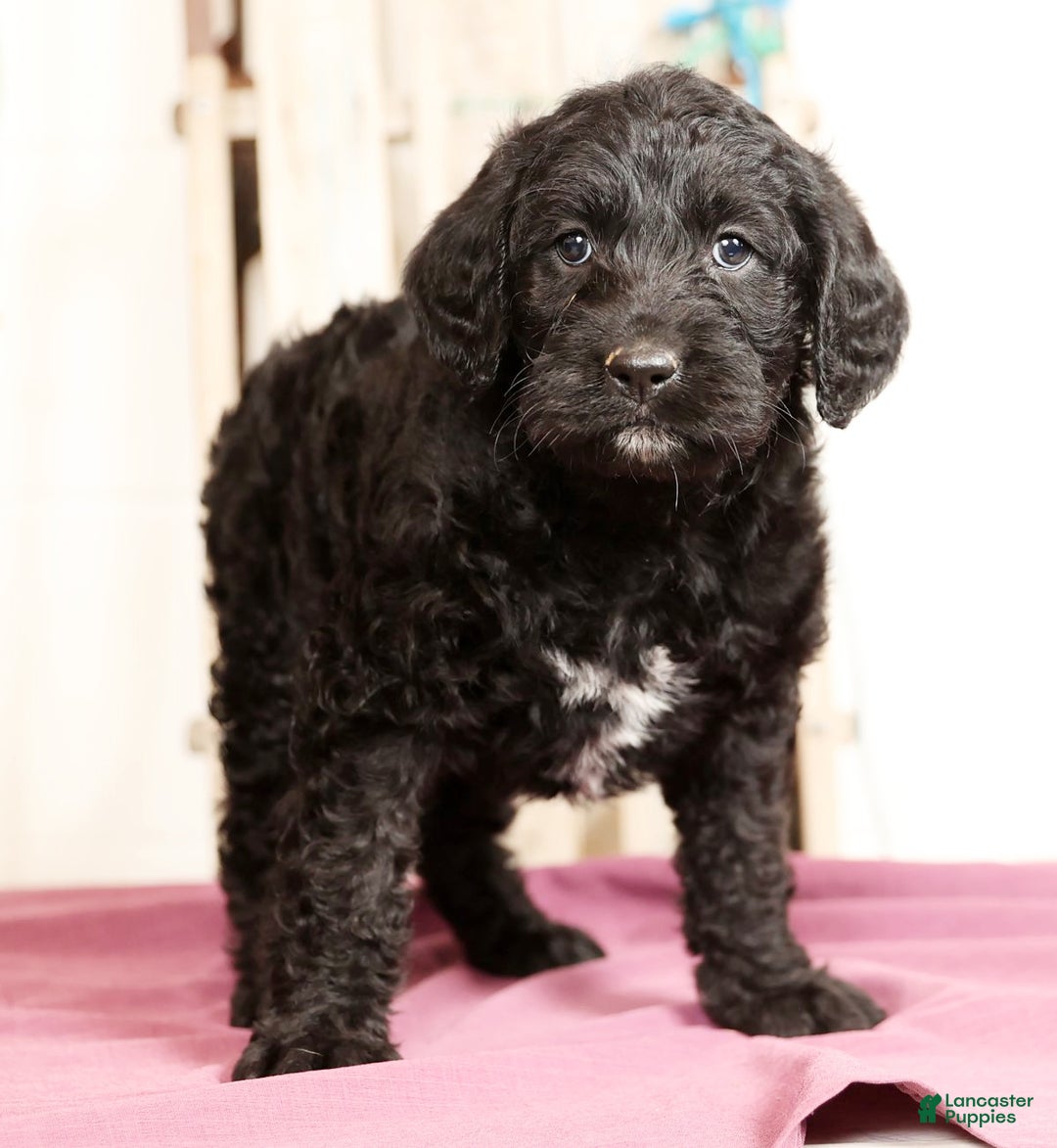 Labradoodle dogs for sale: Glenda - Ad 2