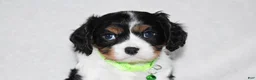 Cavalier King Charles Spaniel dogs for sale: Quinn - Ad 4