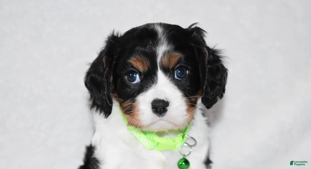 Cavalier King Charles Spaniel dogs for sale: Quinn - Ad 4
