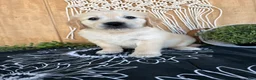 Golden Retriever dogs for sale: Gigi - Ad 9