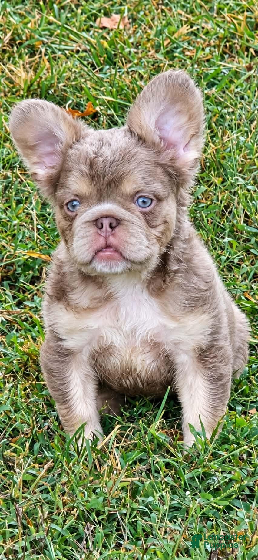 French Bulldog dogs Coatie - Ad 2