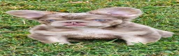 French Bulldog dogs for sale: Coatie - Ad 2