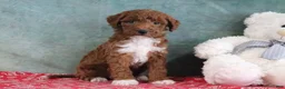 Mini Goldendoodle dogs for sale: Sophie - Ad 3