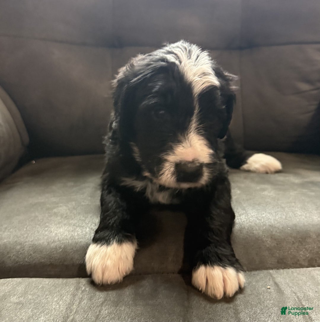 Bernedoodle dogs for sale: Max - Ad 3