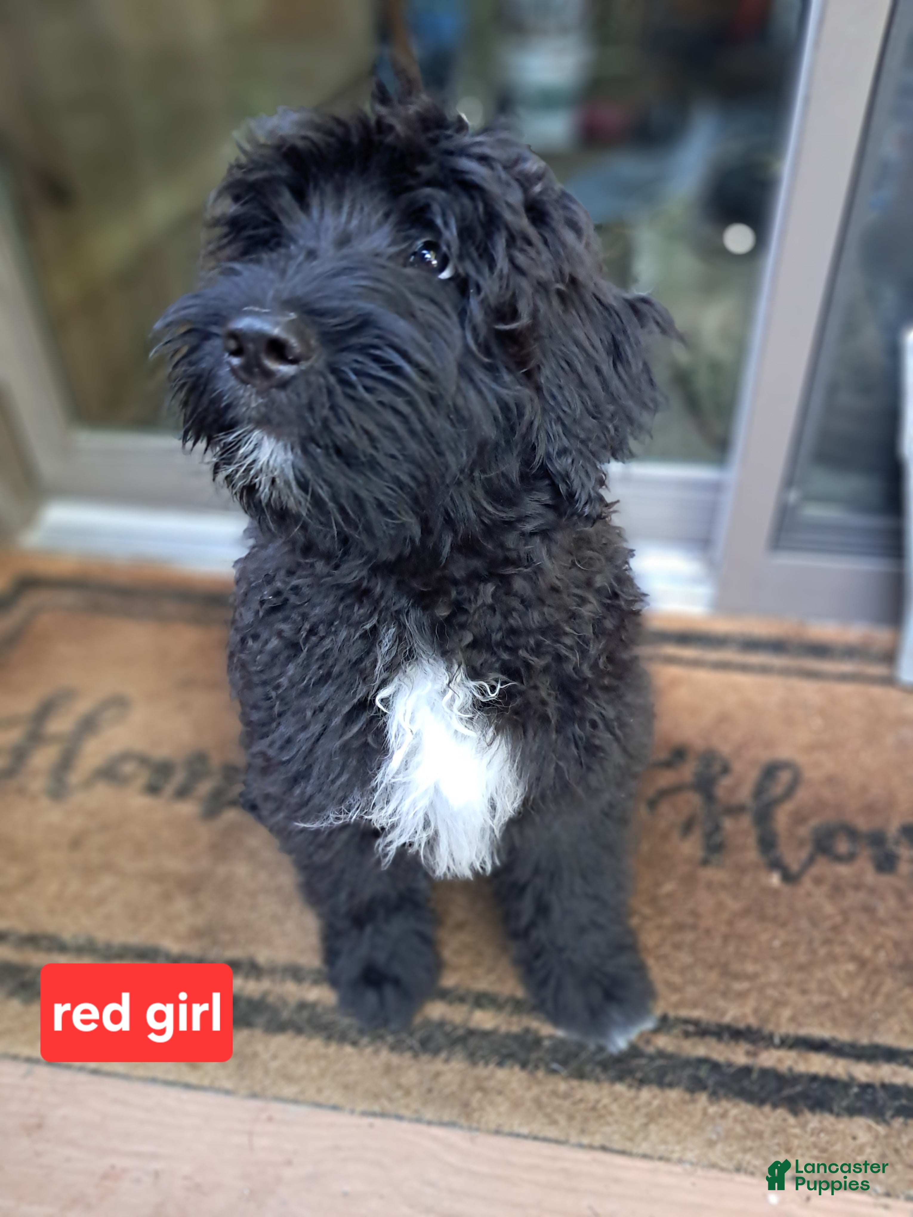 Bouvier Des Flandres dogs Bouvier Des Flandres 5 - Ad 2