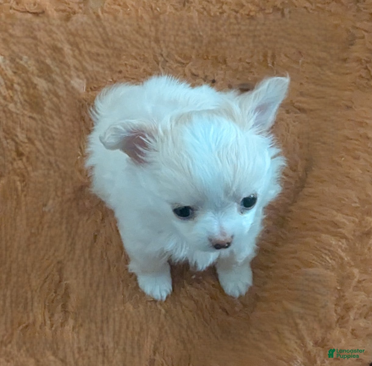 Chihuahua dogs for sale: Diamond Tiny Apple Head Female  - Ad 2