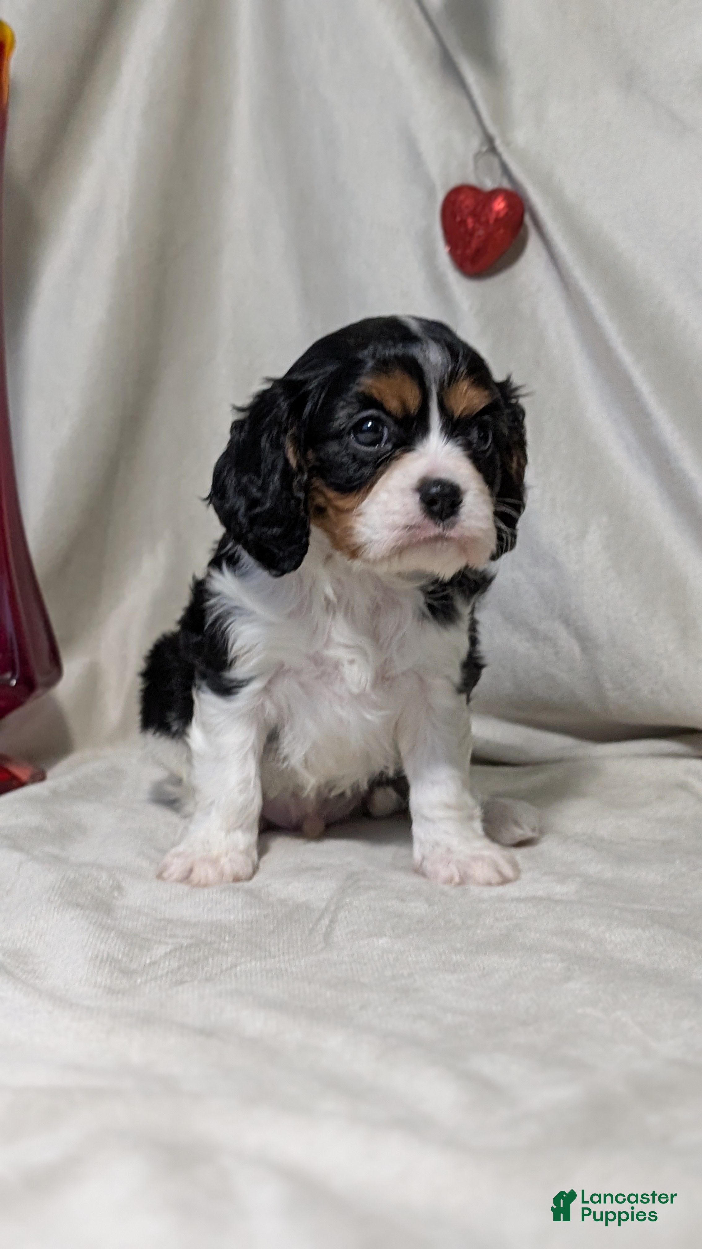 Cavalier King Charles Spaniel dogs Roscoe  - Ad 6