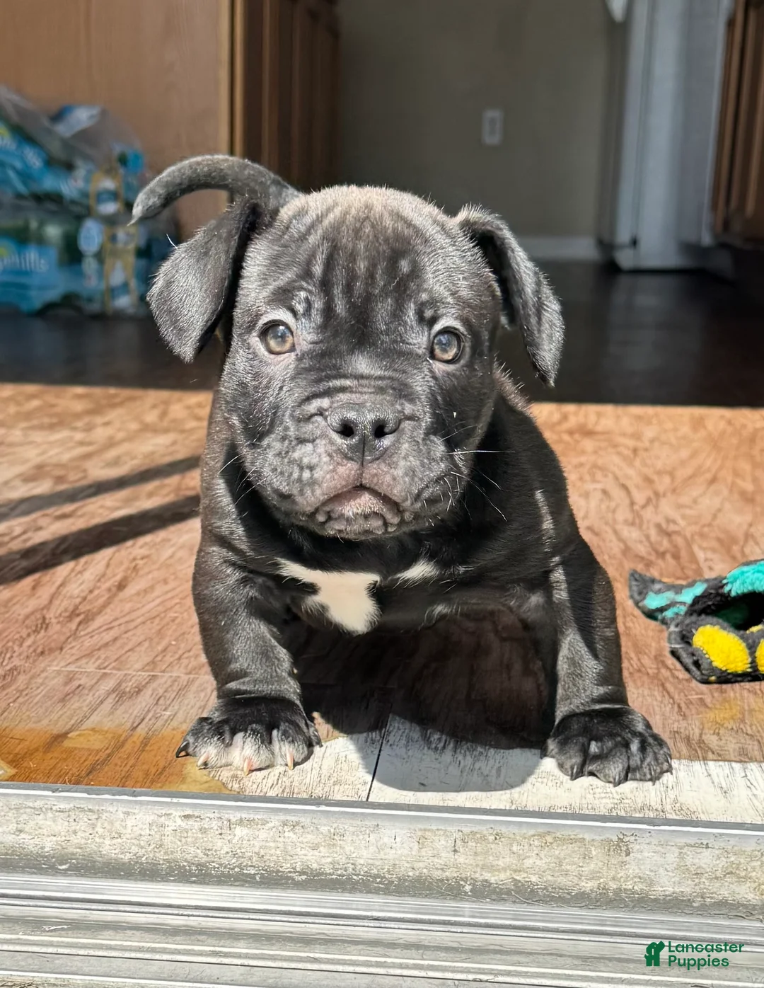 American Bully dogs for sale: Royal - Ad 2