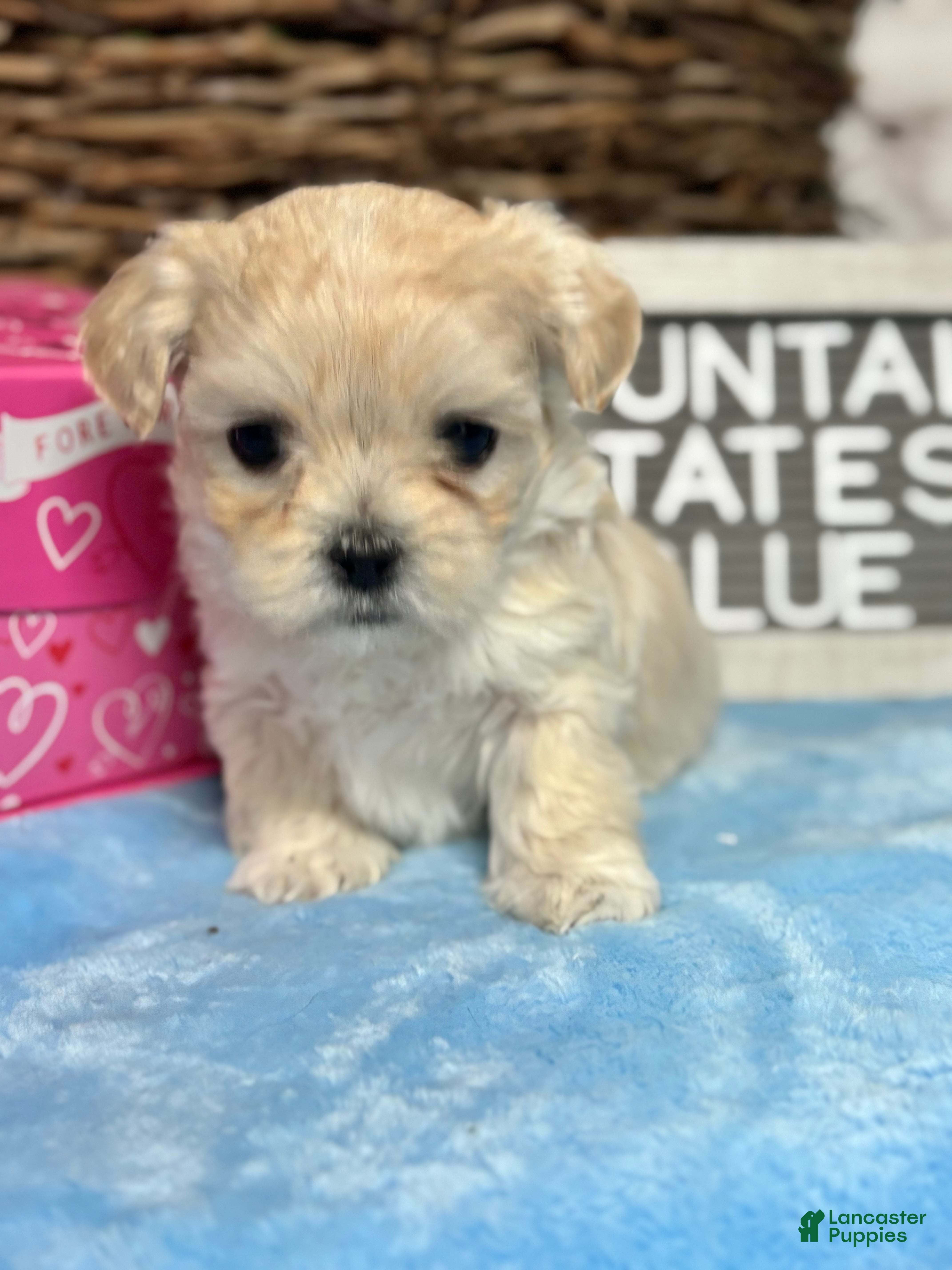Maltipoo dogs Tiny BLUE - Ad 2