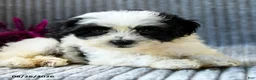 Maltipoo dogs for sale: Murphy - Ad 4