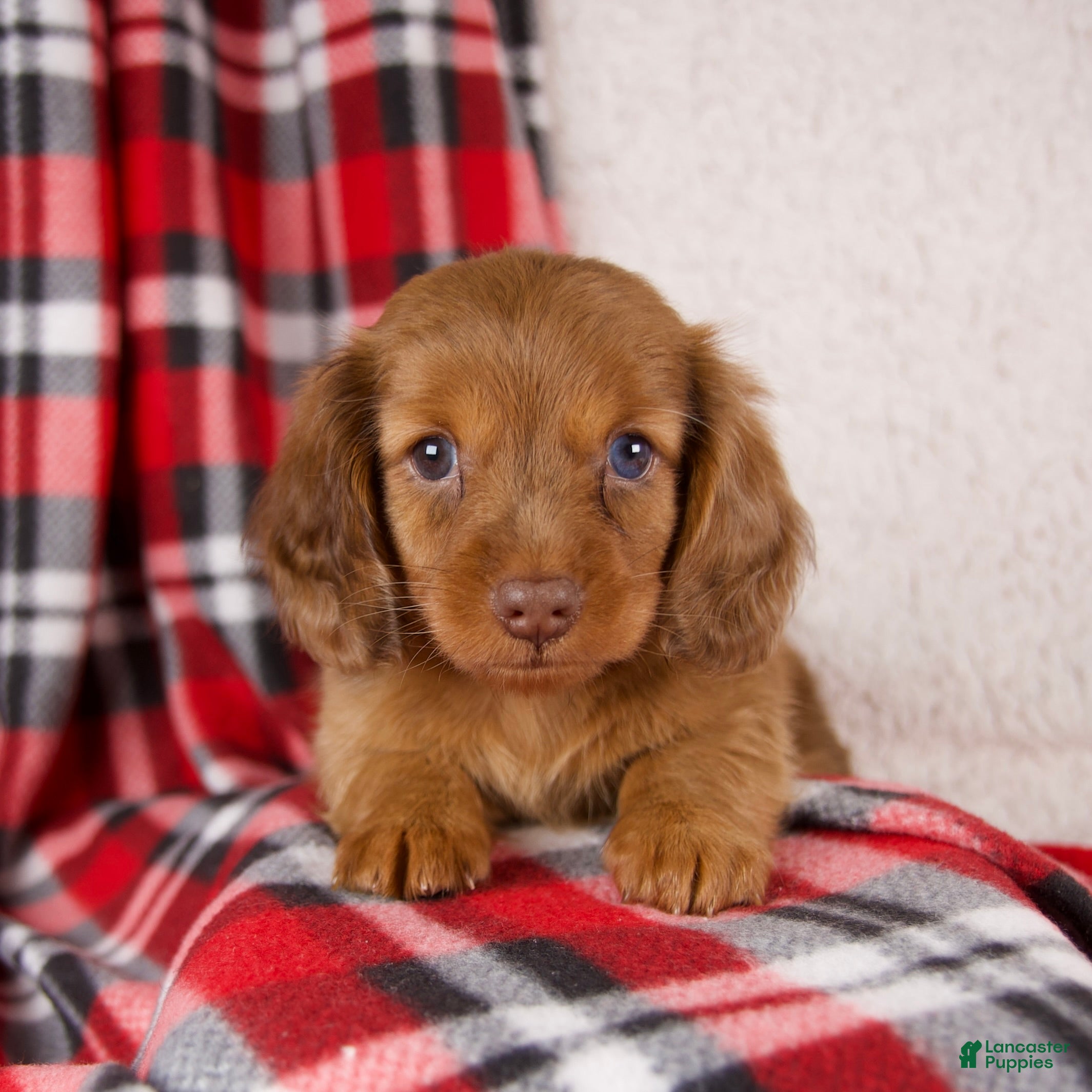 Dachshund dogs Elvis - Ad 1