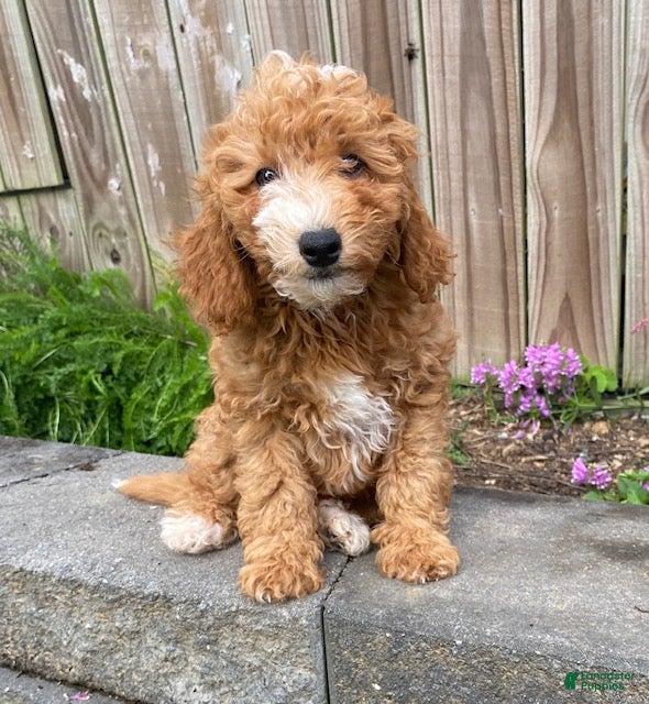 Nora (Doodle / designer cross, Female) in Quarryville, PA