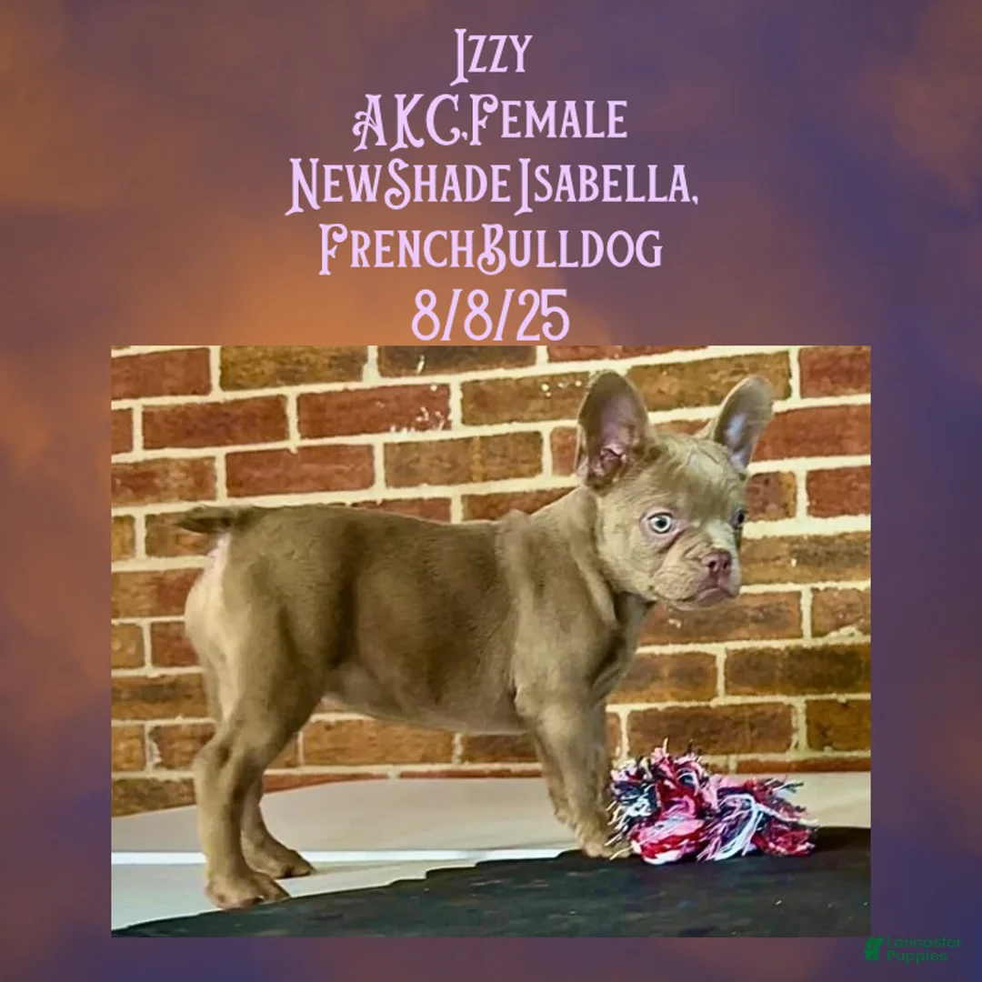 French Bulldog dogs for sale:  “Izzy the Queen: Hazel-Eyed Beauty with Boss Energy & Breeding Potential” - Ad 9