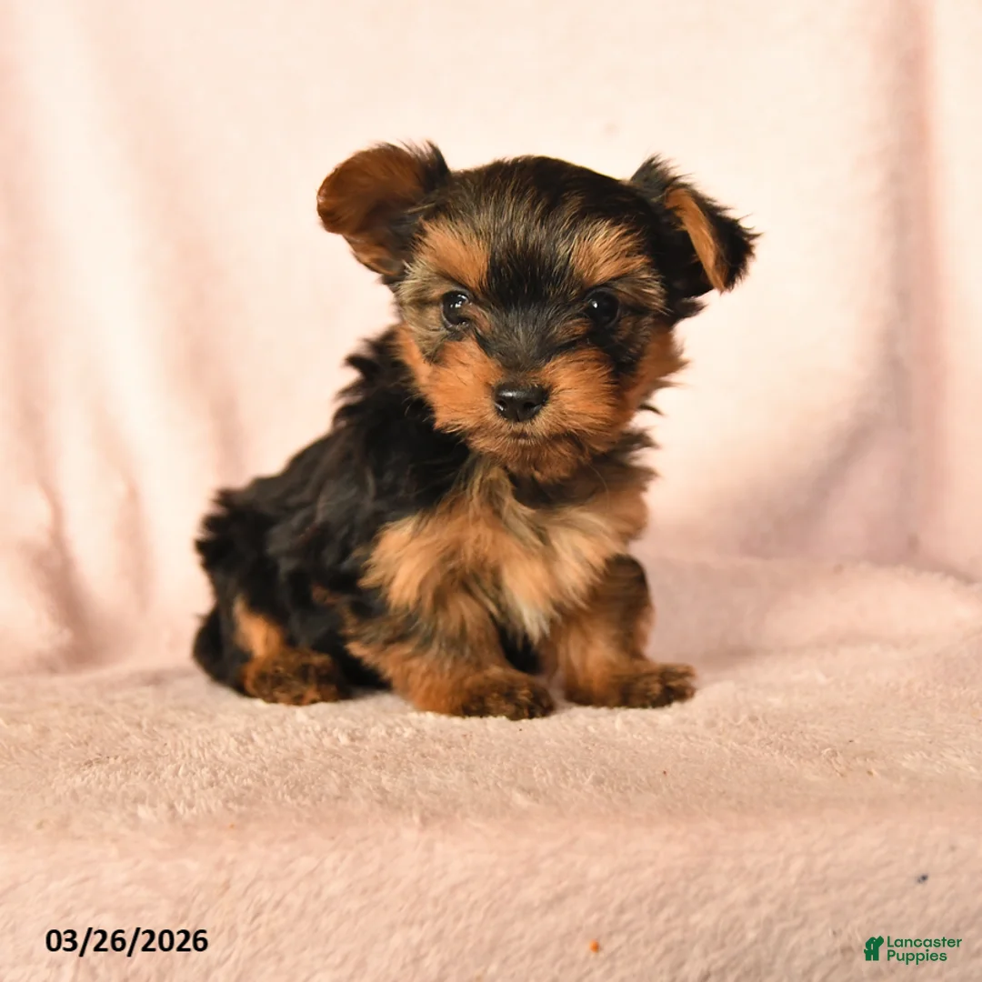 Yorkshire Terrier dogs for sale: Pansy - Ad 1