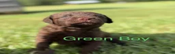 Chesapeake Bay Retriever dogs for sale: Green Collar Boy - Ad 3