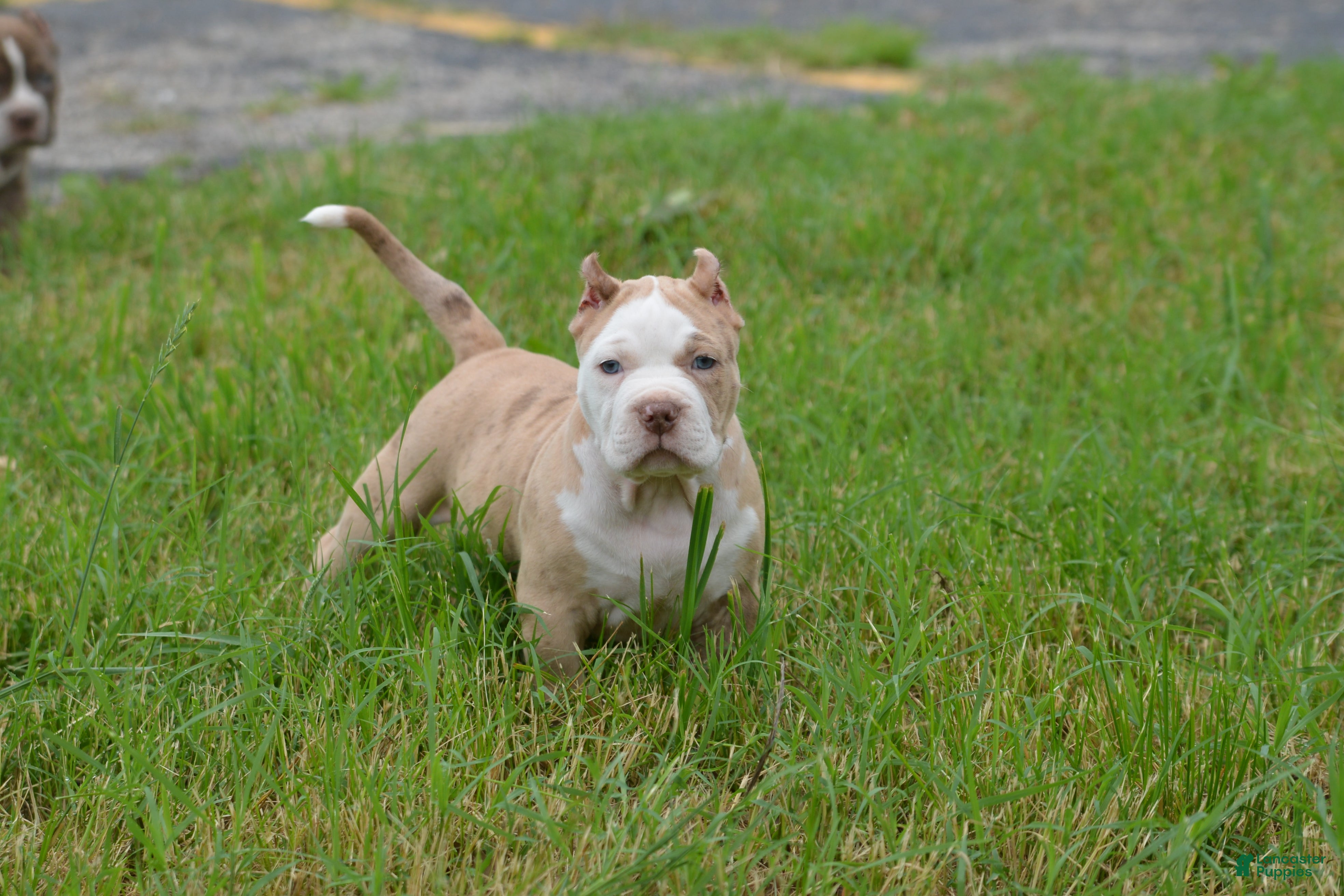 American Bully dogs American Bully 1 - Ad 34