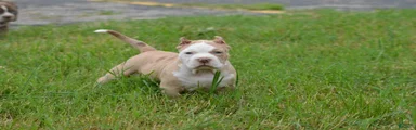 American Bully 1