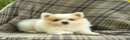 Pomeranian dogs for sale: Star  - Ad 3