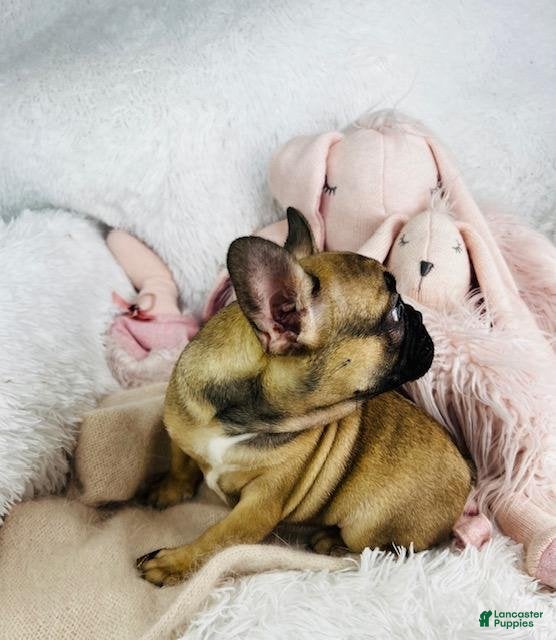 French Bulldog dogs Frank - Ad 33