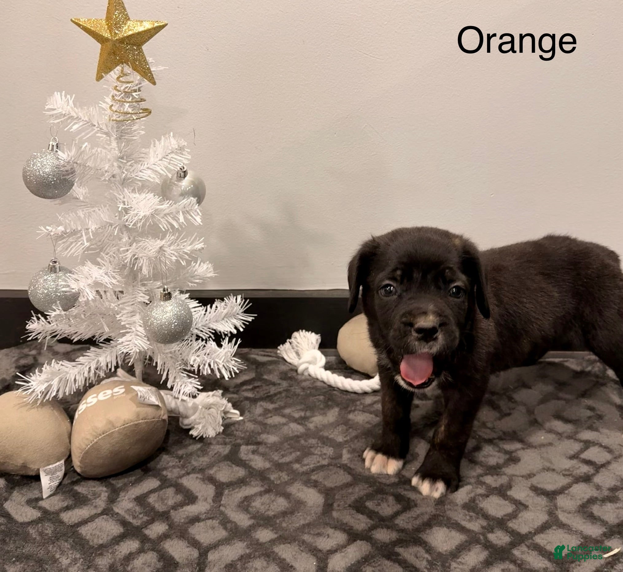 Cane Corso dogs olly (orange) - Ad 38