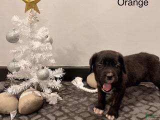 Cane Corso dogs olly (orange) - Ad 11