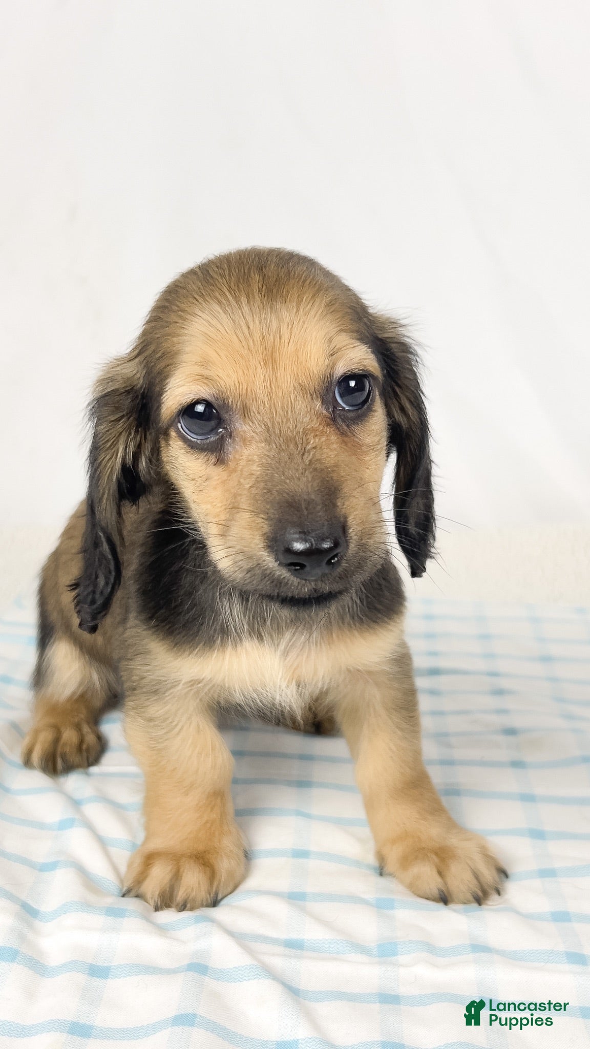 Miniature Dachshund dogs Frank - Ad 28