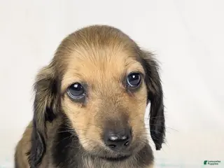 Miniature Dachshund dogs Frank - Ad 28