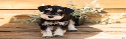 Miniature Schnauzer dogs for sale: Mason  - Ad 2