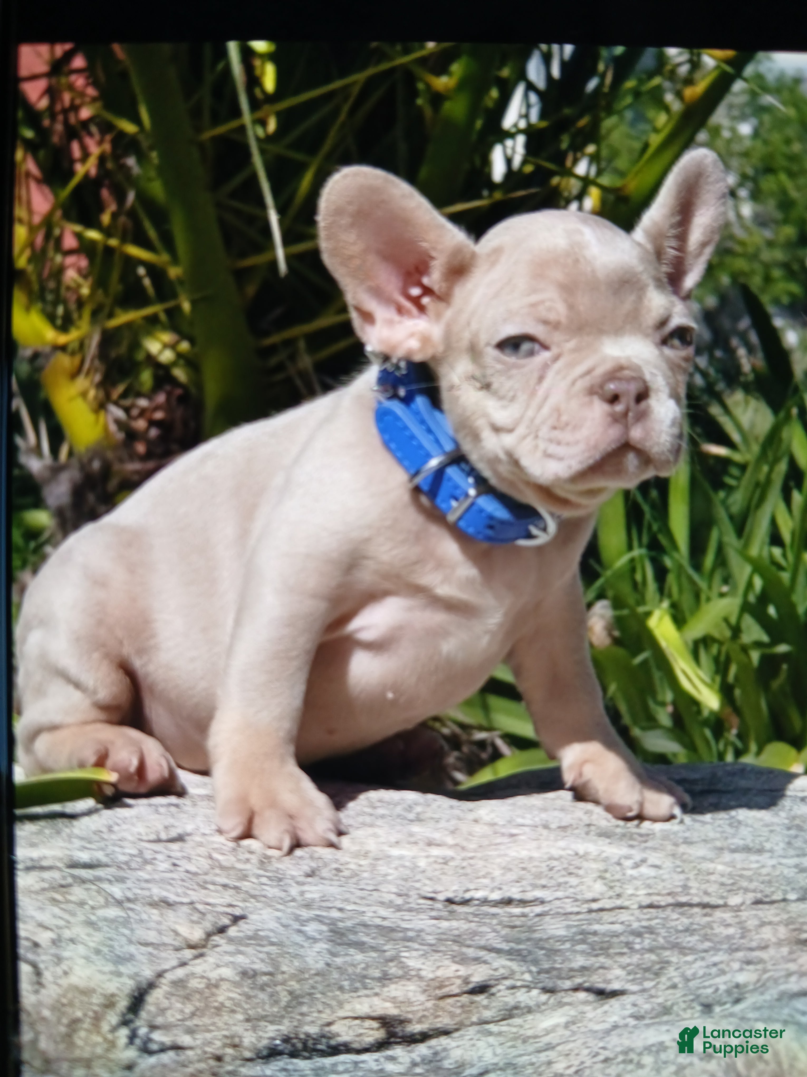 French Bulldog dogs French Bulldog Puppy 1 - Ad 9