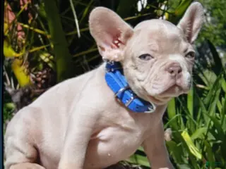 French Bulldog dogs French Bulldog Puppy 1 - Ad 9