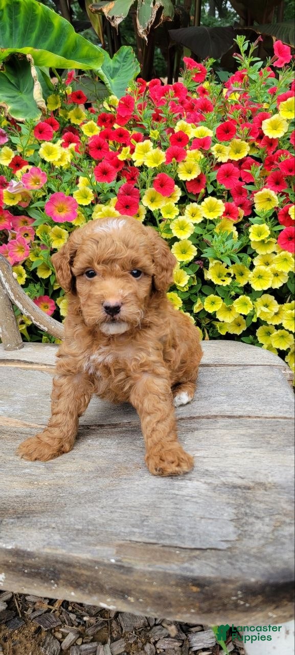 Mini Goldendoodle dogs Ginger  - Ad 1