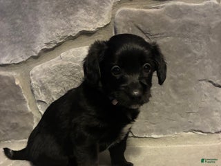 Corgipoo dogs - Ad 41