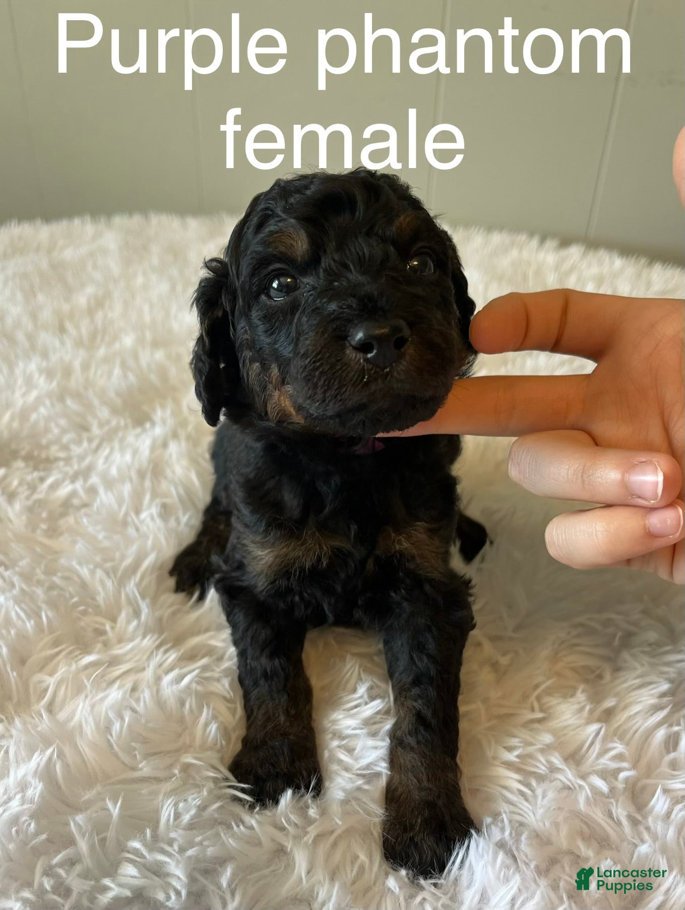 Goldendoodle dogs Purple  - Ad 40